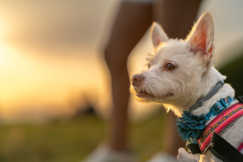 Elouera Home Support Pet Services